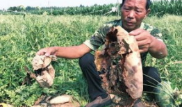 方山吃瓜最新事件爆料新闻,最新爆料揭露惊人内幕